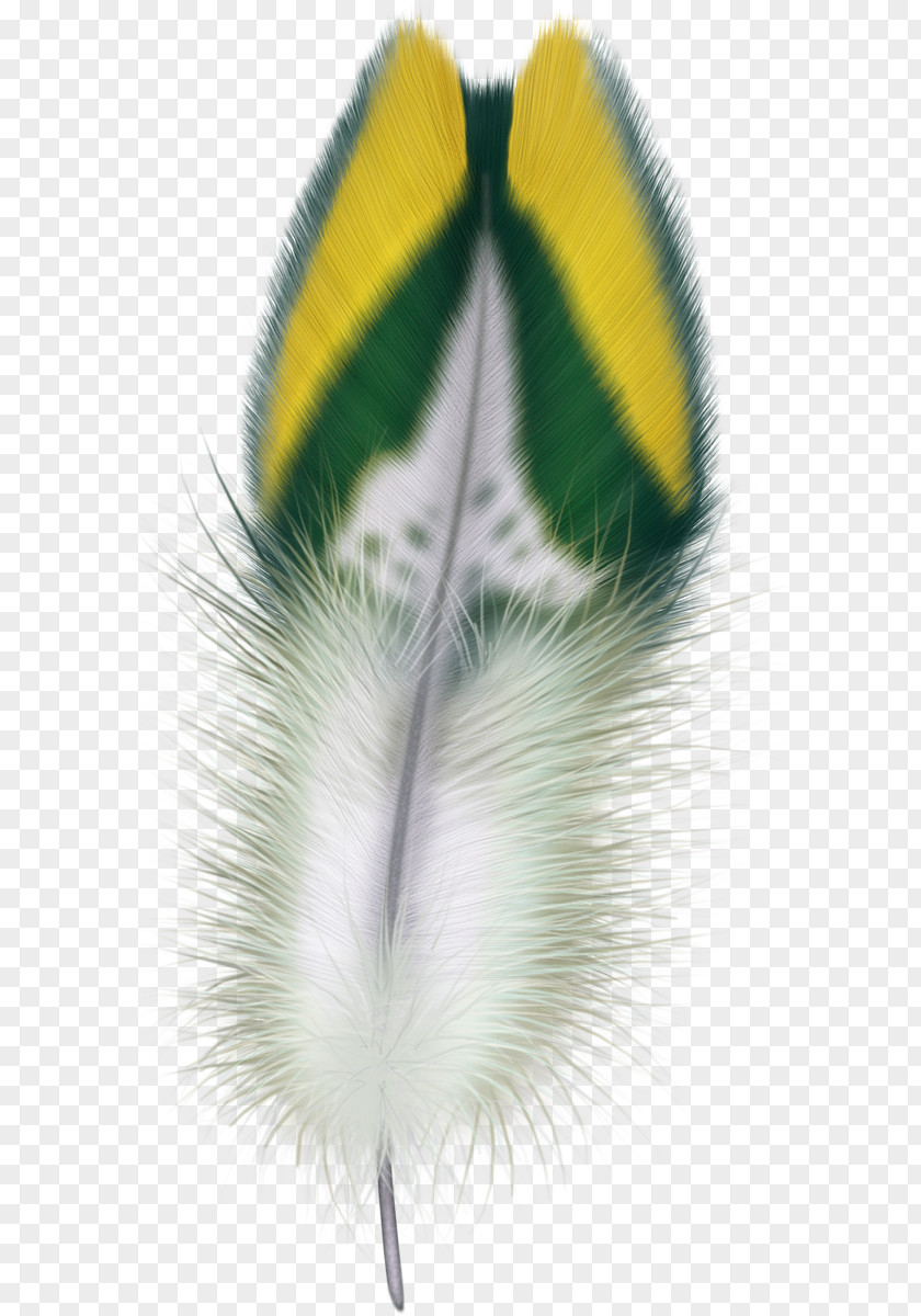 Bird Feather Clip Art Image PNG