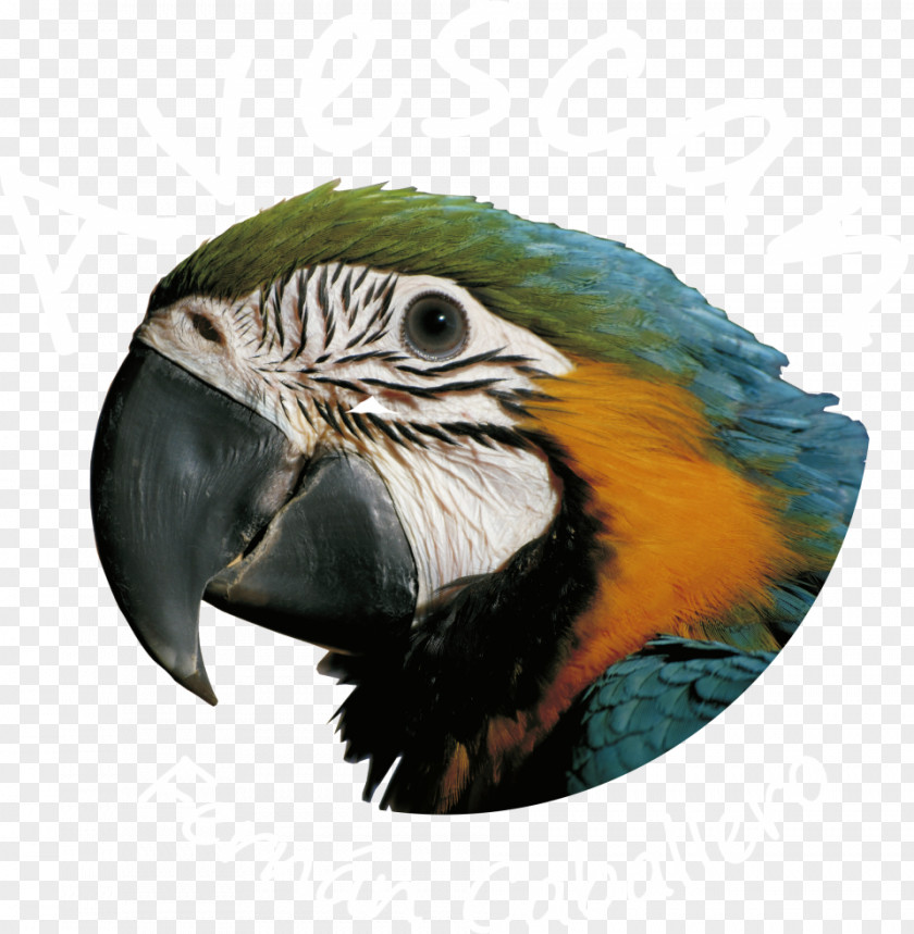 Bird Society Finch Macaw Weimaraner Vizsla PNG