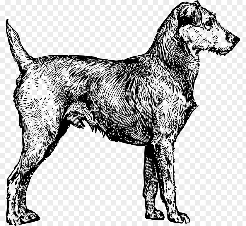Irish Wolfhound Terrier Ireland Clip Art PNG