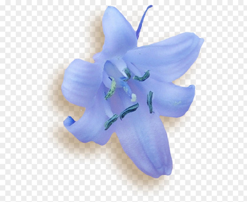 Bellflower Moth Orchids Lily M PNG