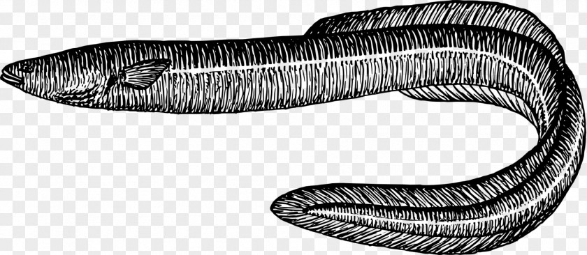 Eel Electric Fish Drawing Clip Art PNG