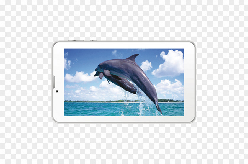 Sea Wholphin Common Bottlenose Dolphin Marine Biology PNG