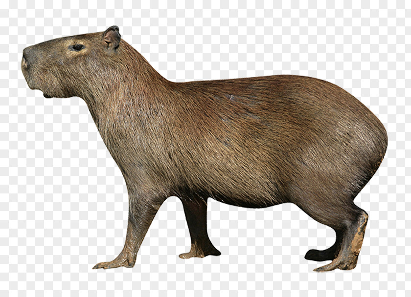 Deer Capybara Rodent Northern Pudu Stock Photography PNG