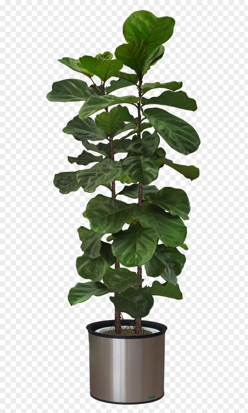 Help Others Plant Persian Carpet Fiddle Leaf Fig Furniture PNG