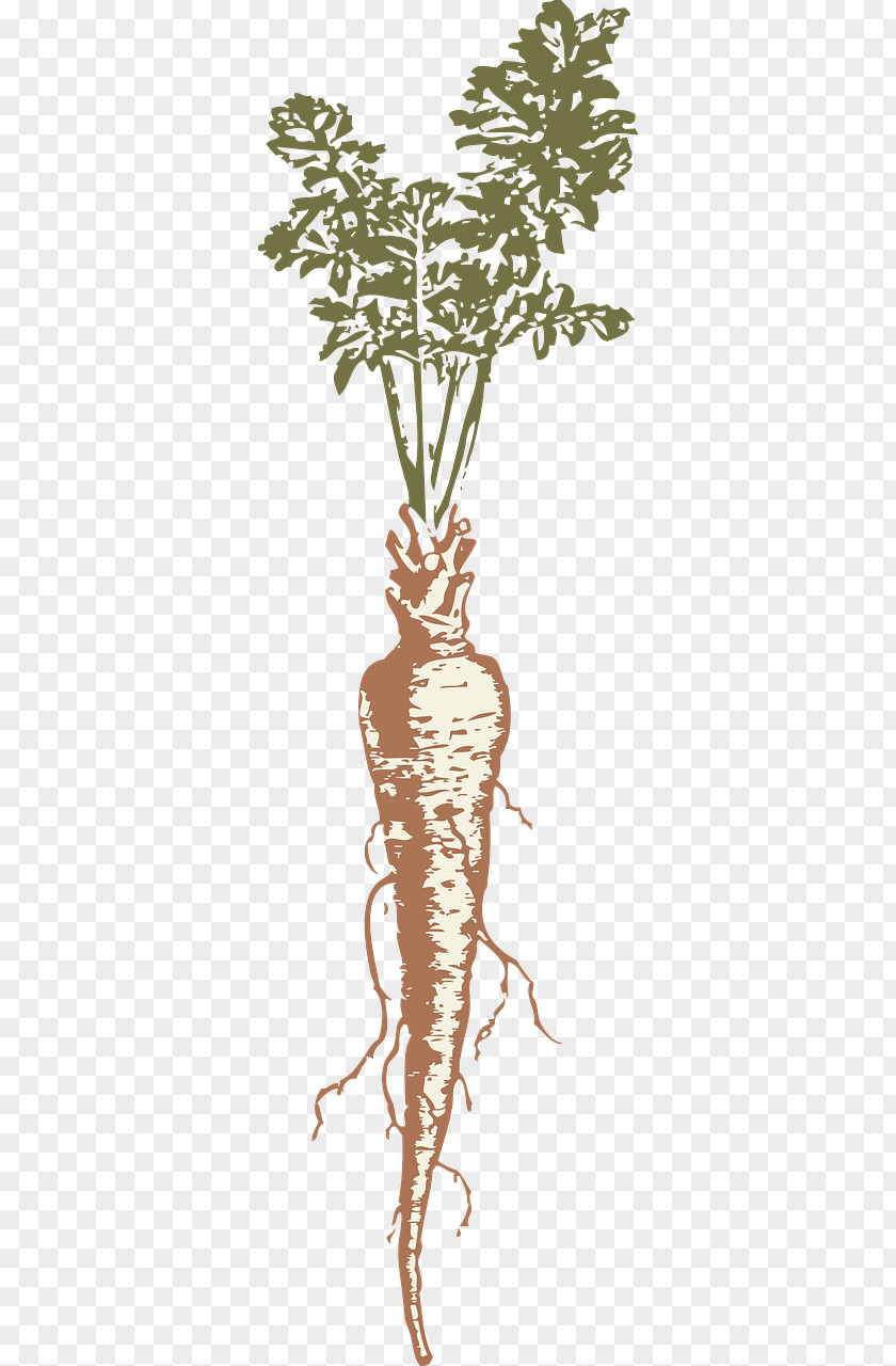 Parsnip Root Vegetables Clip Art PNG