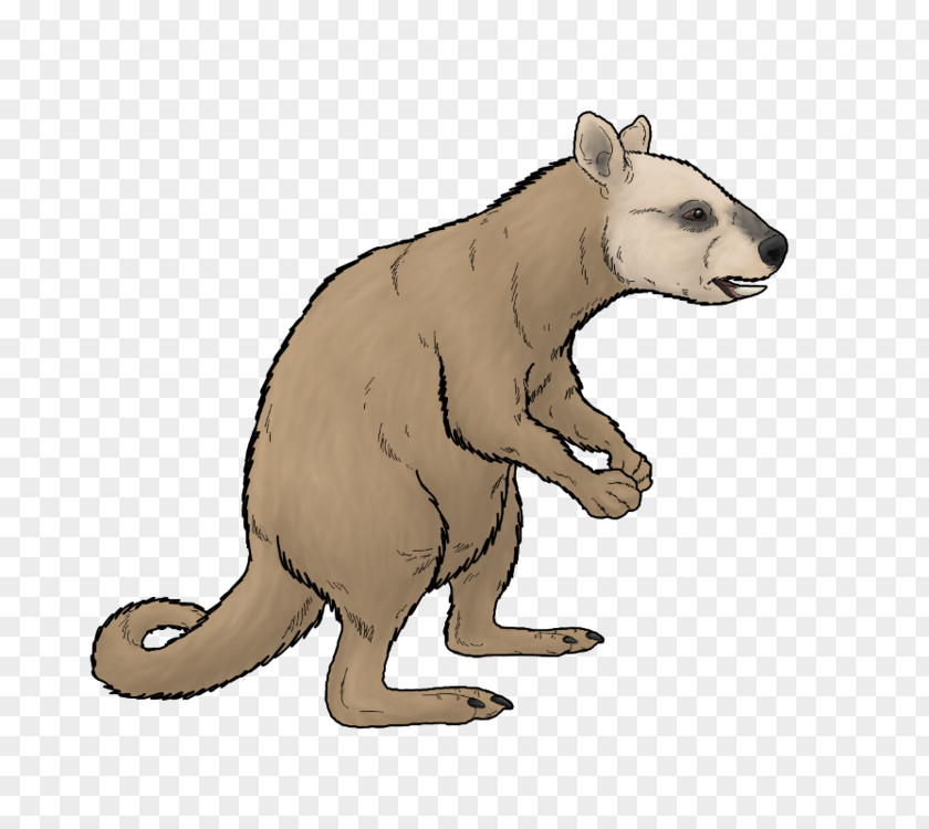 Bear Macropods Marsupial Ekaltadeta Mammal PNG