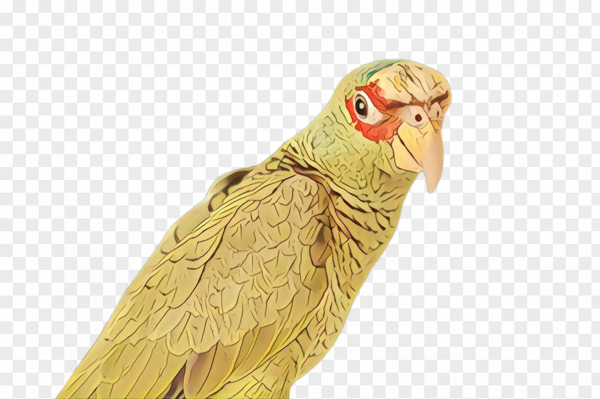 Bird Parrot Beak Parakeet Budgie PNG