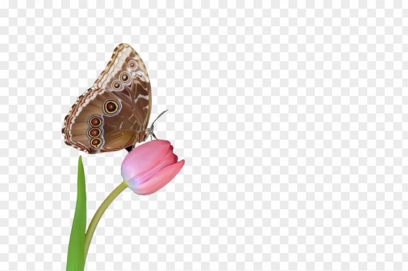 Flower Coenonympha Butterfly Insect Moths And Butterflies Pollinator Brush-footed PNG