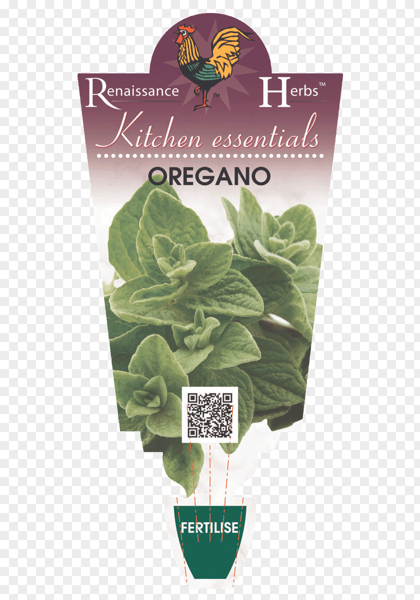 Oregano Herb Romaine Lettuce Spring Greens Leaf PNG