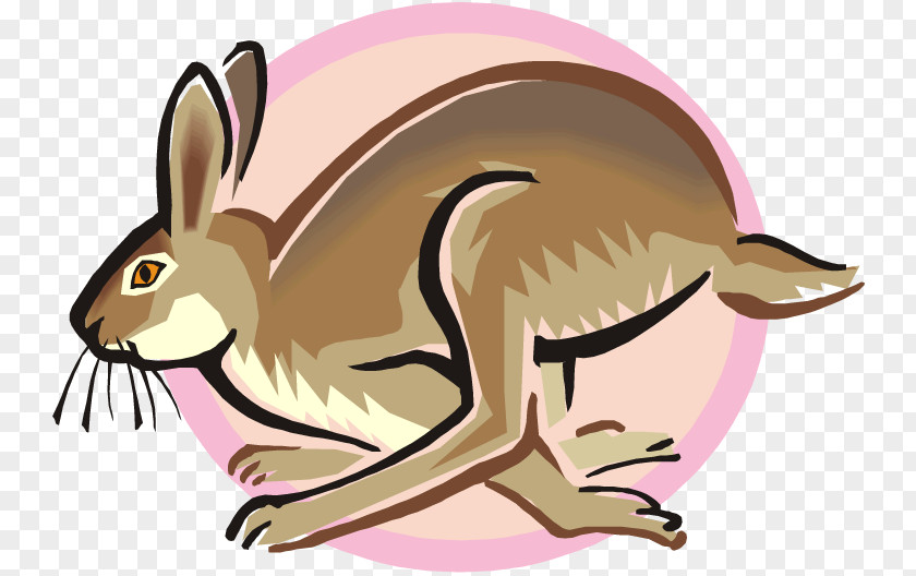 Rabit Arctic Hare Snowshoe Rabbit Clip Art PNG
