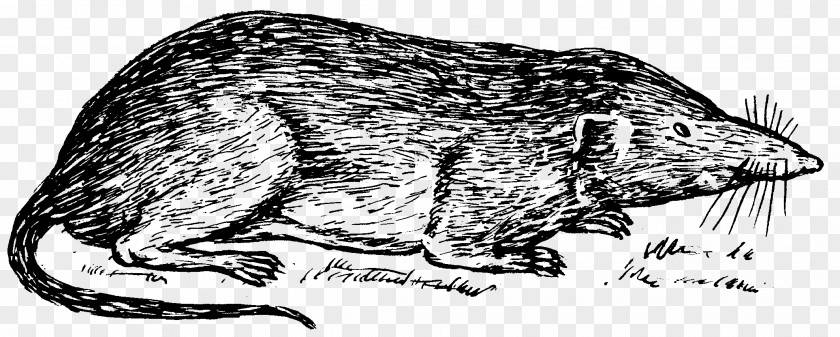 St Charles Borromeo Whiskers Canidae Rat Shrew Clip Art PNG