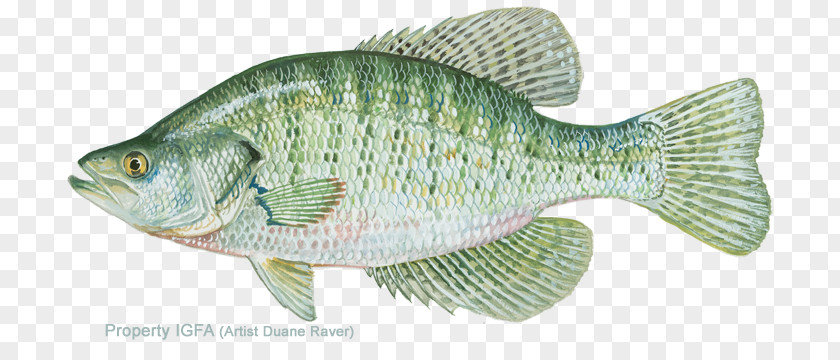 Fishing White Crappie Black Perch Bass PNG