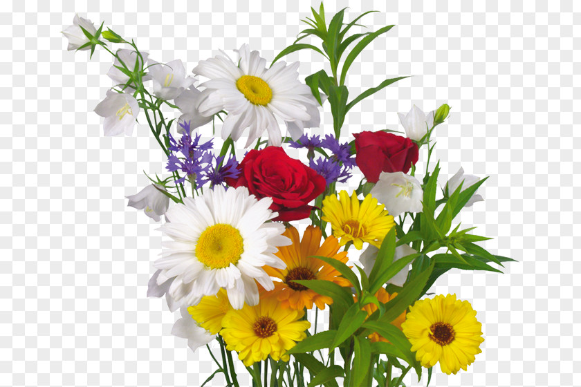 Flower Cut Flowers Plant Desktop Wallpaper Transvaal Daisy PNG