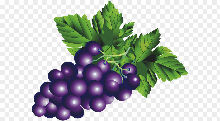 Grape Common Vine Berry PNG