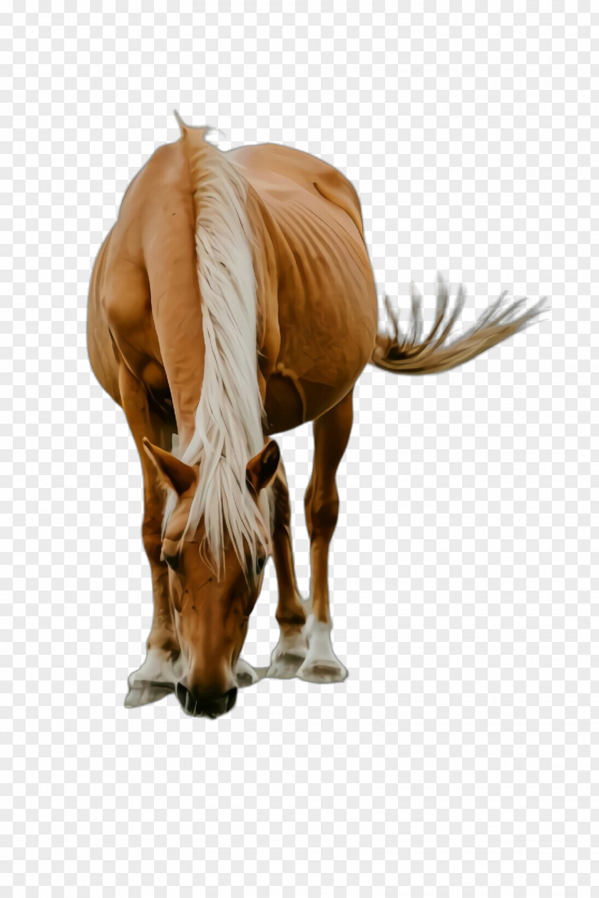 Grazing Pony Mustang Mare Stallion Snout Naturism PNG