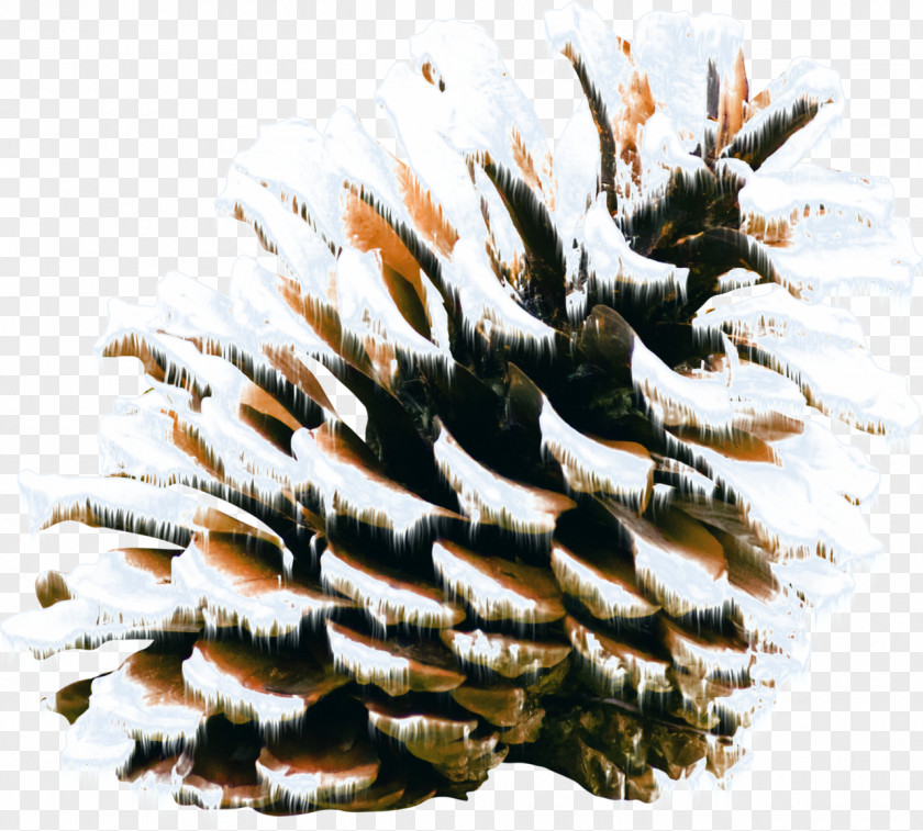 Pine Cone PNG