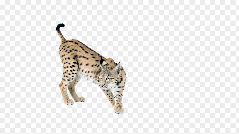 Cheetah Leopard Sticker Taiga Lynx PNG