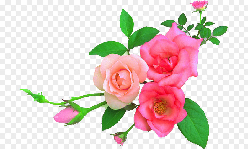 Flower Garden Roses Art Floral Design PNG