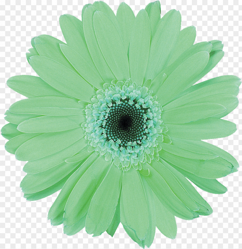 Gerbera Cut Flowers Daisy Family Transvaal Chrysanthemum PNG