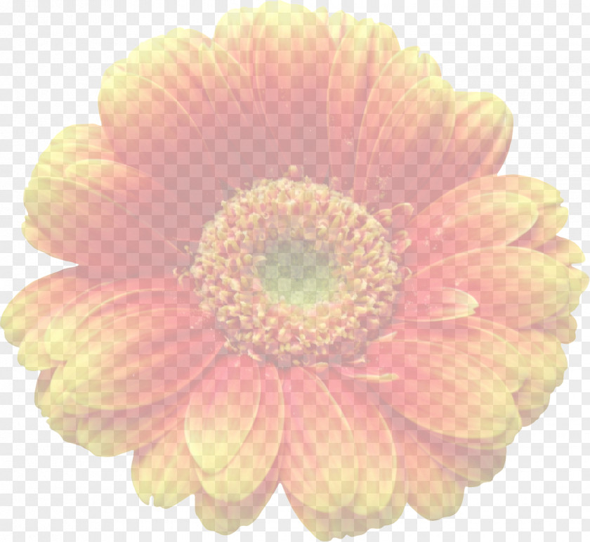 Gerbera Transvaal Daisy Cut Flowers Transparency And Translucency PNG
