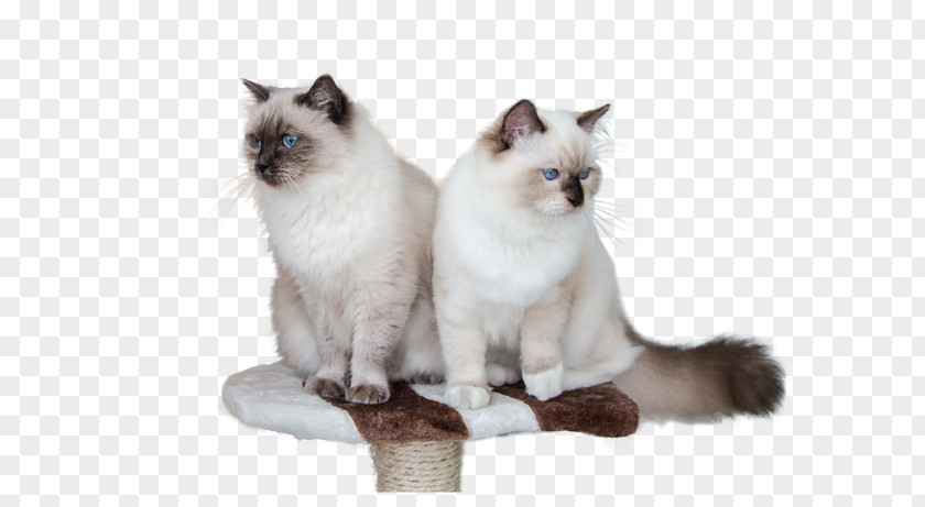 Rag Doll Ragdoll Birman Balinese Cat Domestic Short-haired Whiskers PNG