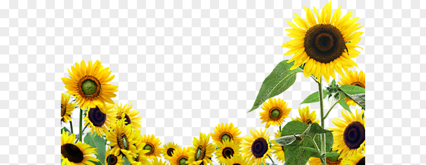 Sunflower Poster Background Pattern PNG poster background pattern clipart PNG