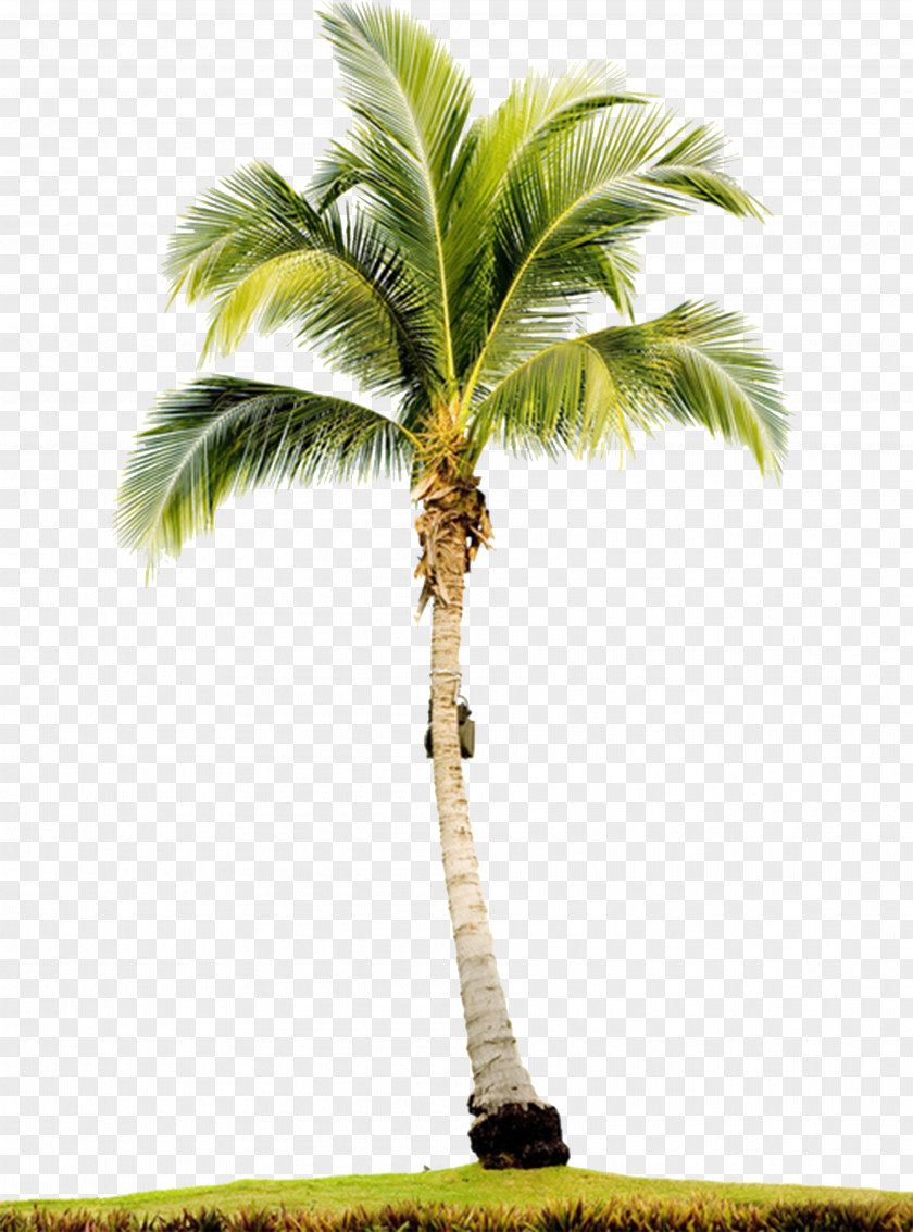 Tree Arecaceae Stock Photography Royalty-free PNG