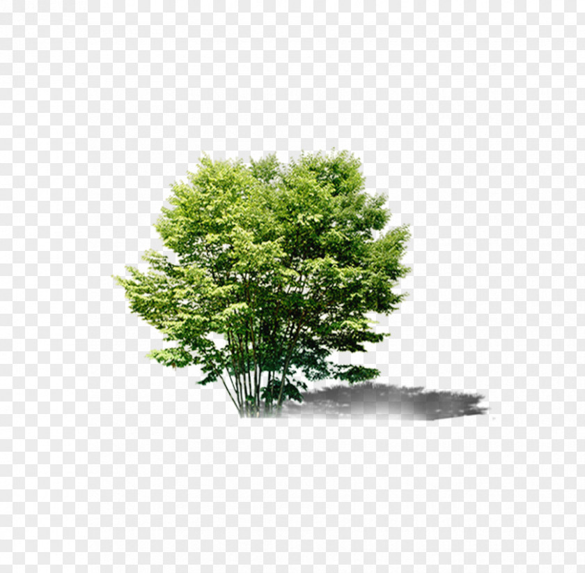 Tree Bonsai Evergreen Download PNG