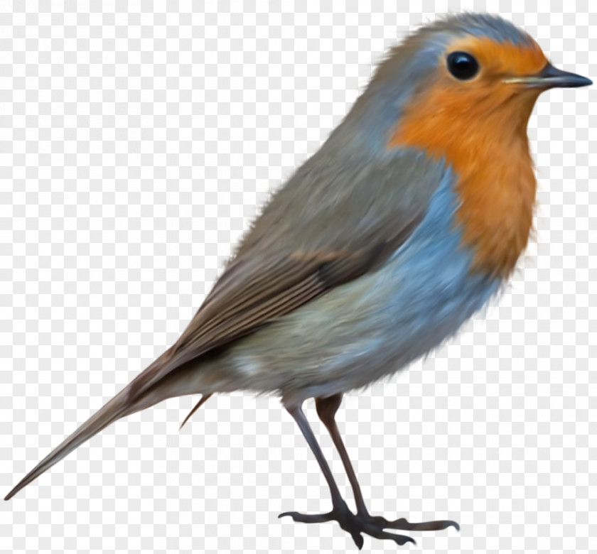 Birds Bird European Robin Clip Art PNG