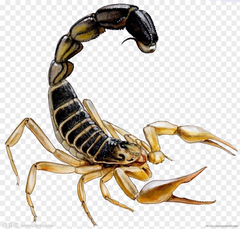 Scorpions Scorpion Stinger Insect PNG