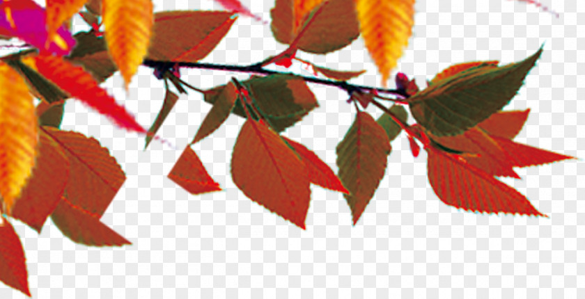 Autumn Leaves Leaf Color Maple PNG