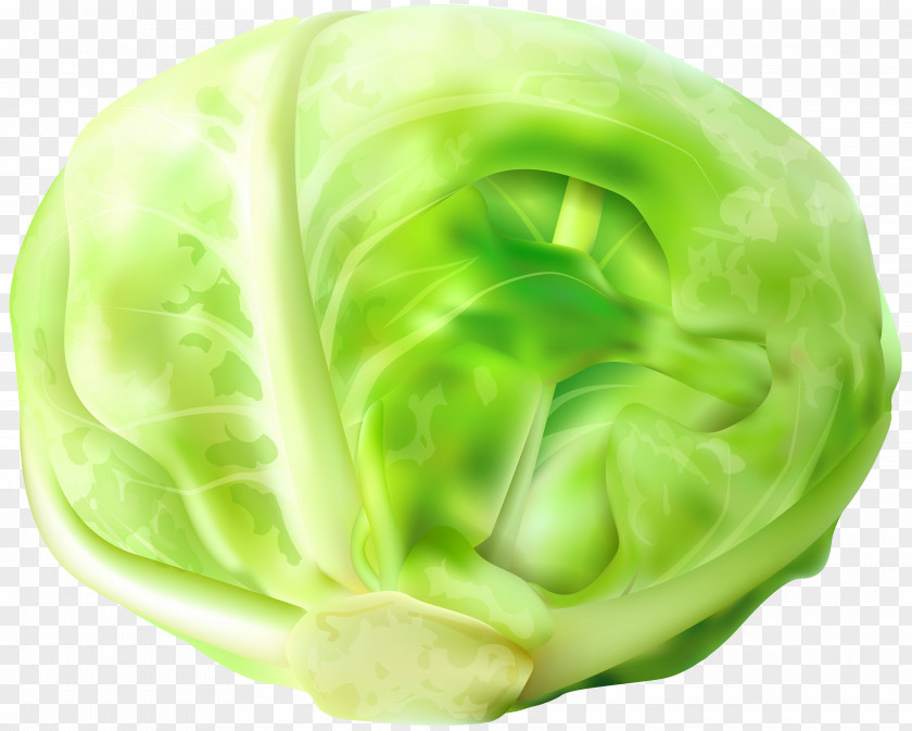 Cabbage Chinese Vegetable Napa Clip Art PNG