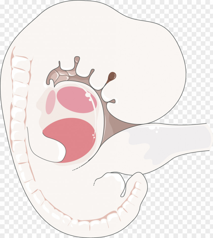 Embryology Fetus Reproductive System Human Body PNG