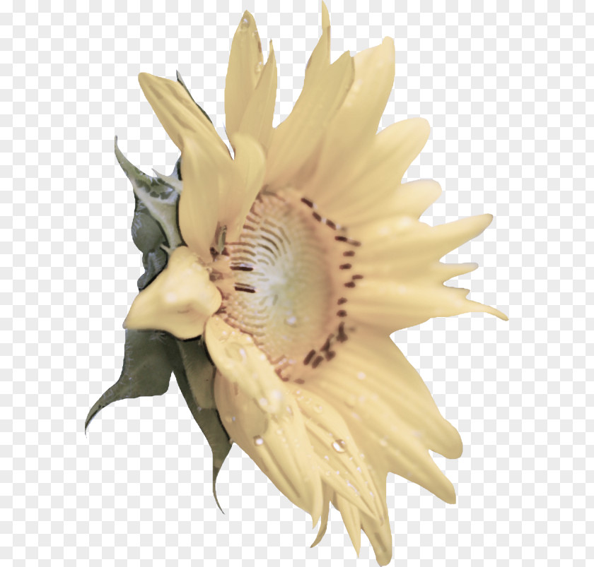 Flowering Plant Sunflower PNG