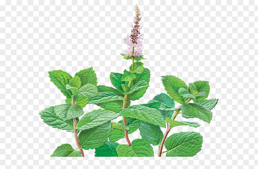 Mint Flowers Green Tea Mentha Spicata Peppermint Organic Food PNG