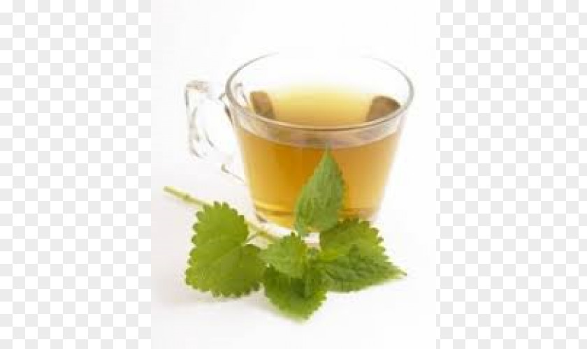 Tea Green Common Nettle Food Herbal PNG