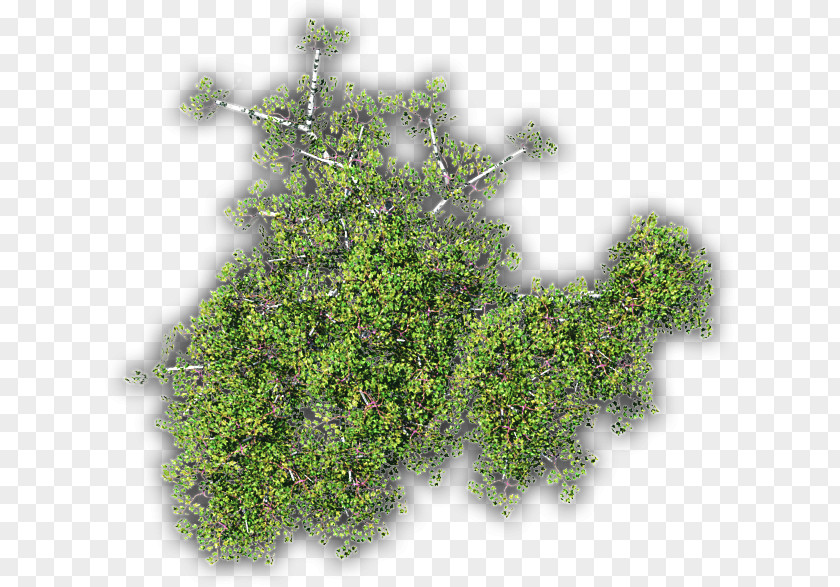 Thymes Shrubland Herb PNG