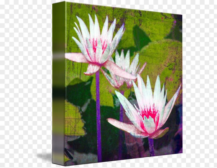 Water Lilies Gallery Wrap Canvas Aquatic Plants Art PNG
