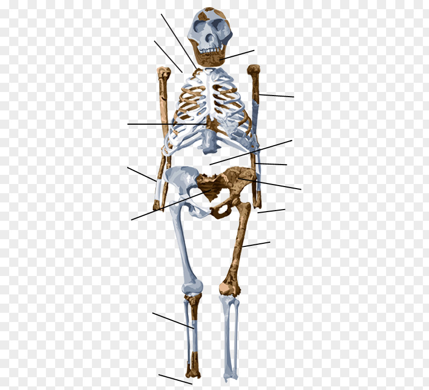 Chimpanzee Anatomy Australopithecus Afarensis Lucy Human Skeleton PNG