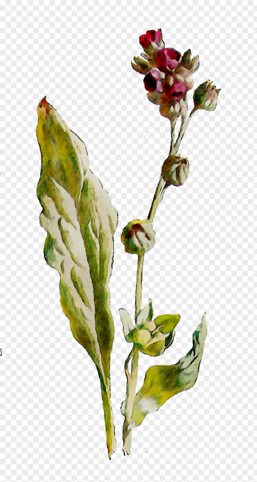 Flowering Plant Stem Bud Herb PNG