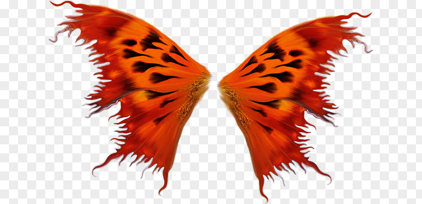 Gorgeous Wings Butterfly Bird Wing Insect PNG