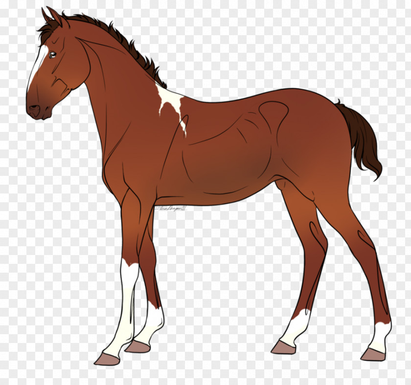 Mustang Foal Stallion Mare Pony Colt PNG