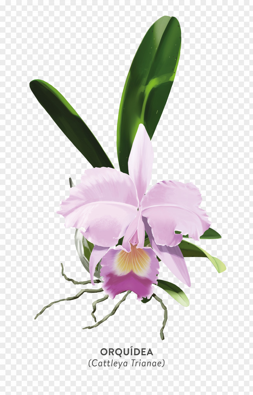 Orquideas Ornament Christmas Orchid Crimson Cattleya Moth Orchids Plants PNG