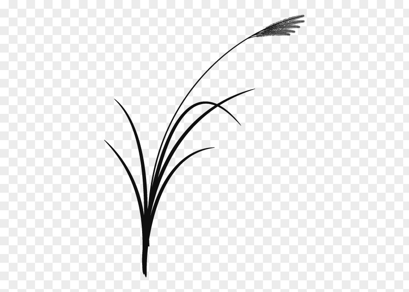 Twig Leaf Plant Stem Grasses Desktop Wallpaper PNG