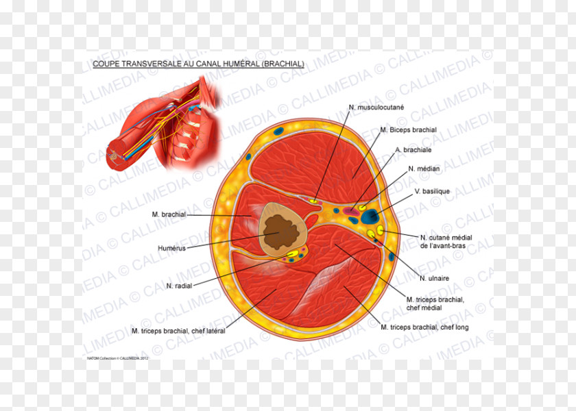 Arm Triceps Brachii Muscle Transverse Plane Anatomy Cross Section PNG