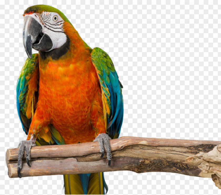 Bird Macaw Parrot Beak Parakeet PNG