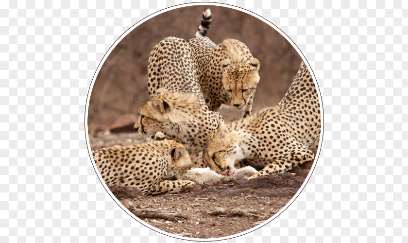 Botswana Safari South Africa Central Kalahari Game Reserve Leopard Desert PNG