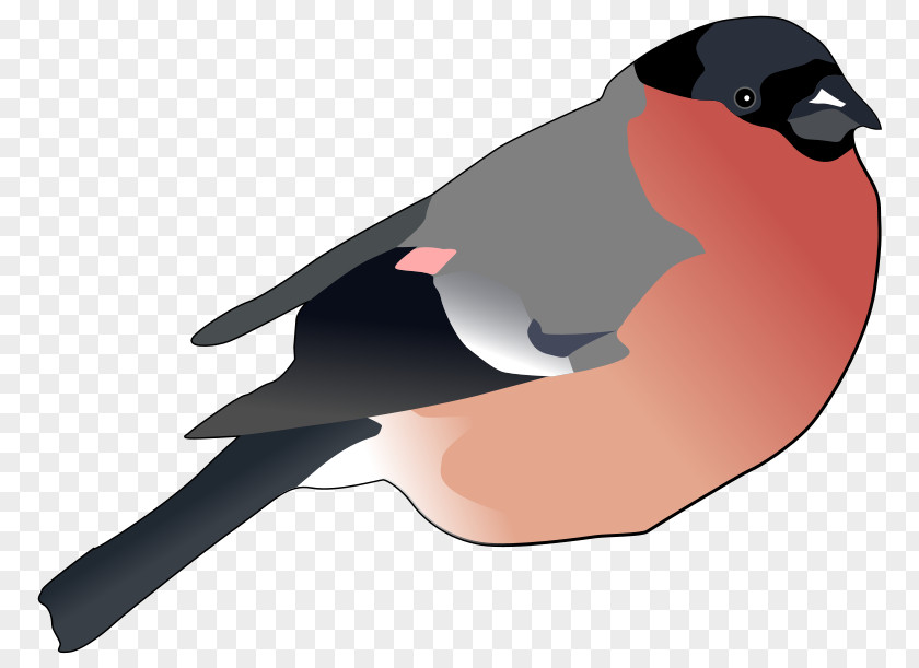 Eurasia Cliparts Finch Clip Art PNG