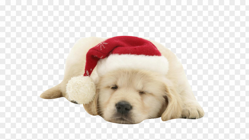 Puppy Dog Santa Claus Christmas Wallpaper PNG