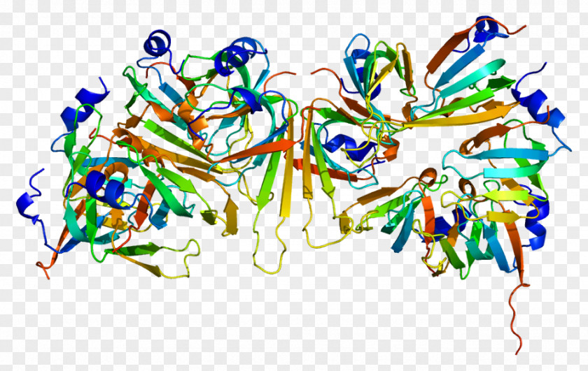 Small Nuclear RNA Housekeeping Gene Ribonucleoprotein SnRNP PNG
